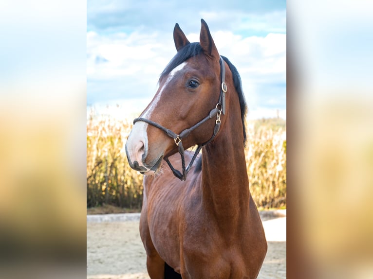 Oldenburg-International (OS) Gelding 4 years 16,3 hh Brown in Karnabrunn