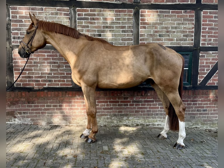Oldenburg-International (OS) Gelding 4 years 17 hh Chestnut in Horstmar