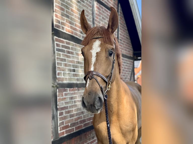Oldenburg-International (OS) Gelding 4 years 17 hh Chestnut in Horstmar