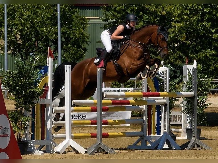 Oldenburg-International (OS) Gelding 5 years 15.2 hh Brown in Oberursel