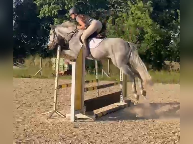 Oldenburg-International (OS) Gelding 5 years 15.2 hh  in Papenhagen