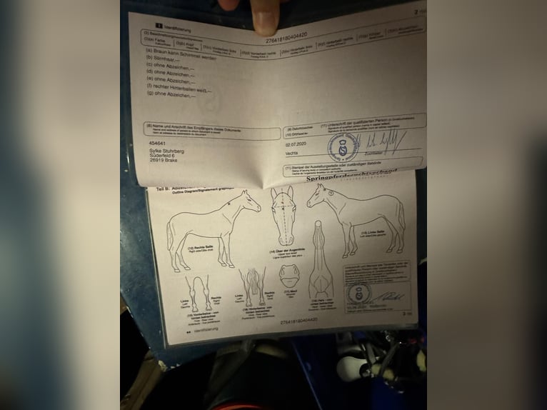 Oldenburg-International (OS) Gelding 5 years 15,2 hh Brown Falb mold in Molbergen