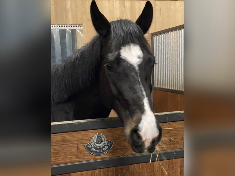 Oldenburg-International (OS) Gelding 5 years 16.1 hh Black in Goldau