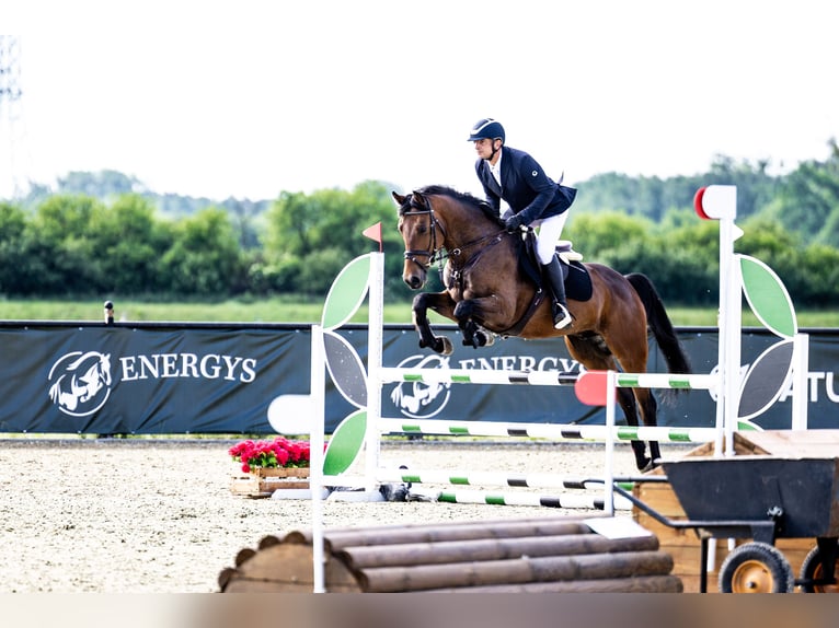 Oldenburg-International (OS) Gelding 5 years 16,1 hh Brown in Buk