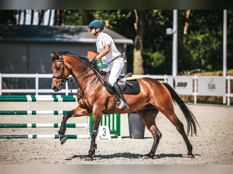Oldenburg-International (OS) Gelding 5 years 16,1 hh Brown in Buk