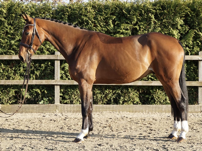 Oldenburg-International (OS) Gelding 5 years 16.1 hh Brown in Lohne (Oldenburg)