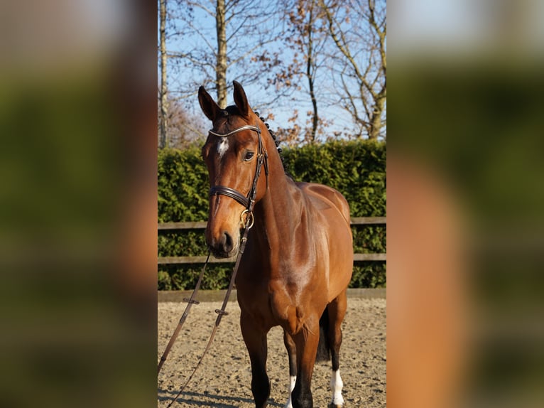 Oldenburg-International (OS) Gelding 5 years 16.1 hh Brown in Lohne (Oldenburg)
