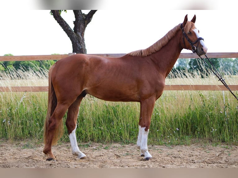 Oldenburg-International (OS) Gelding 5 years 16,1 hh Chestnut-Red in L&#xFC;btheen