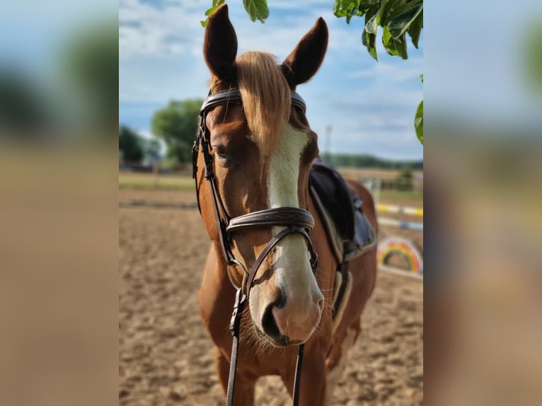 Oldenburg-International (OS) Gelding 5 years 16,1 hh Chestnut-Red in L&#xFC;btheen