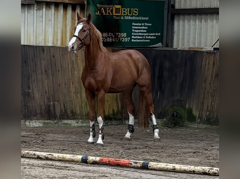 Oldenburg-International (OS) Gelding 5 years 16,1 hh Chestnut-Red in L&#xFC;btheen