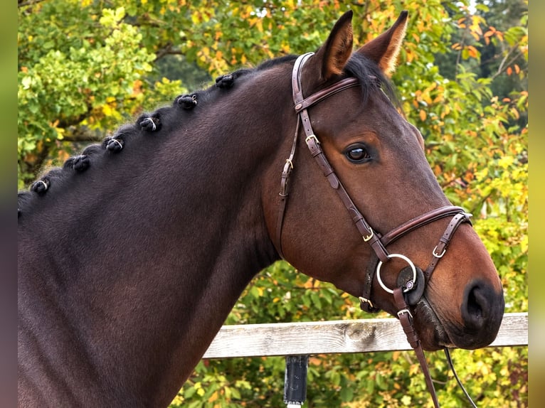 Oldenburg-International (OS) Gelding 5 years 16.2 hh Bay-Dark in Bad Dürrheim