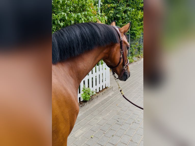 Oldenburg-International (OS) Gelding 5 years 16.2 hh Brown in Frankfurt am Main