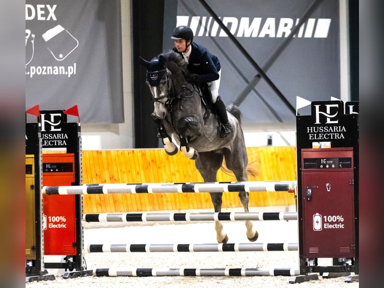 Oldenburg-International (OS) Gelding 5 years 16.2 hh Grey-Dapple in Liniewko Kościerskie