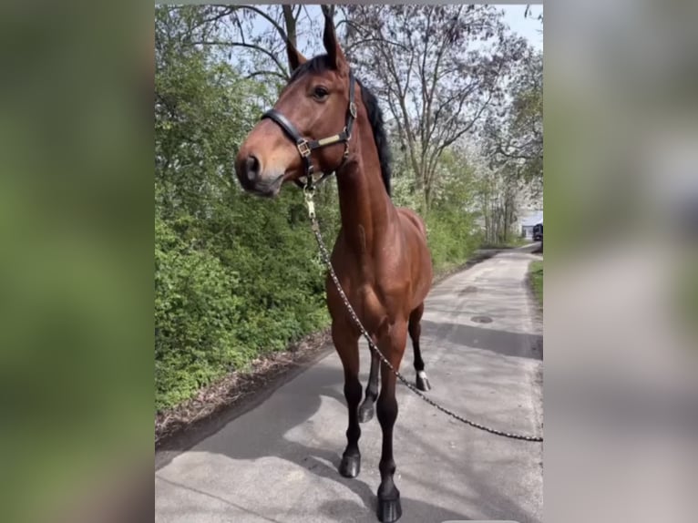 Oldenburg-International (OS) Gelding 5 years 16.3 hh Brown in Lütetsburg