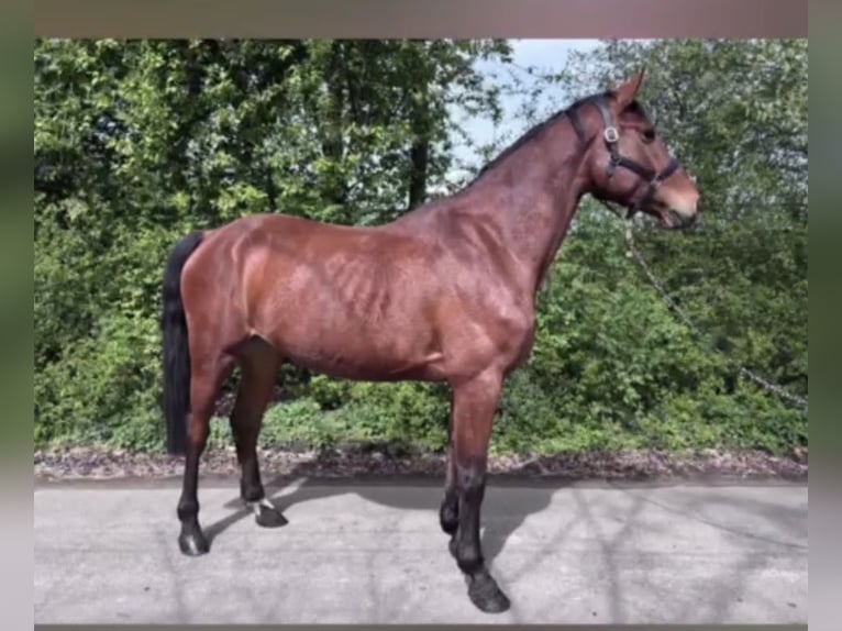 Oldenburg-International (OS) Gelding 5 years 16.3 hh Brown in Lütetsburg