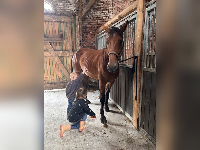 Oldenburg-International (OS) Gelding 5 years 16.3 hh Brown in Lütetsburg