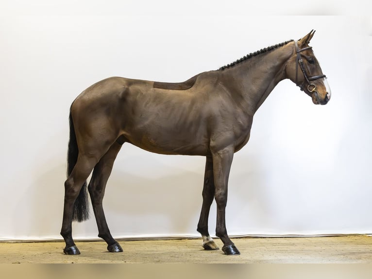 Oldenburg-International (OS) Gelding 5 years 16.3 hh Brown in Waddinxveen