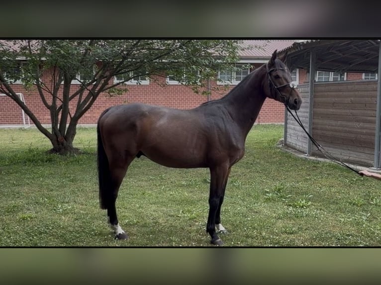 Oldenburg-International (OS) Gelding 5 years 16 hh Brown in Glaubit z