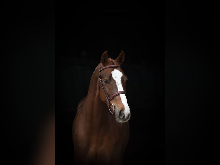 Oldenburg-International (OS) Gelding 5 years 16 hh Chestnut-Red in Lastrup