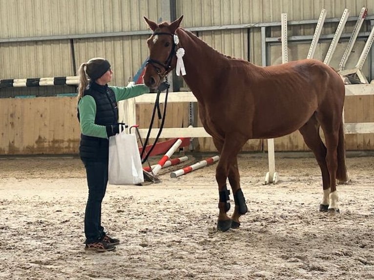 Oldenburg-International (OS) Gelding 5 years 16 hh Chestnut-Red in Eschbach
