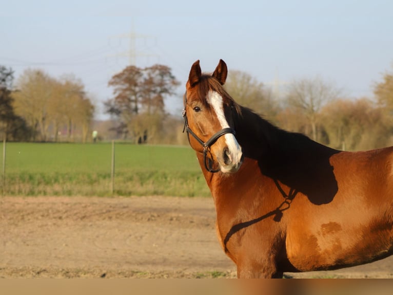 Oldenburg-International (OS) Gelding 5 years 16 hh Chestnut-Red in Weiterstadt