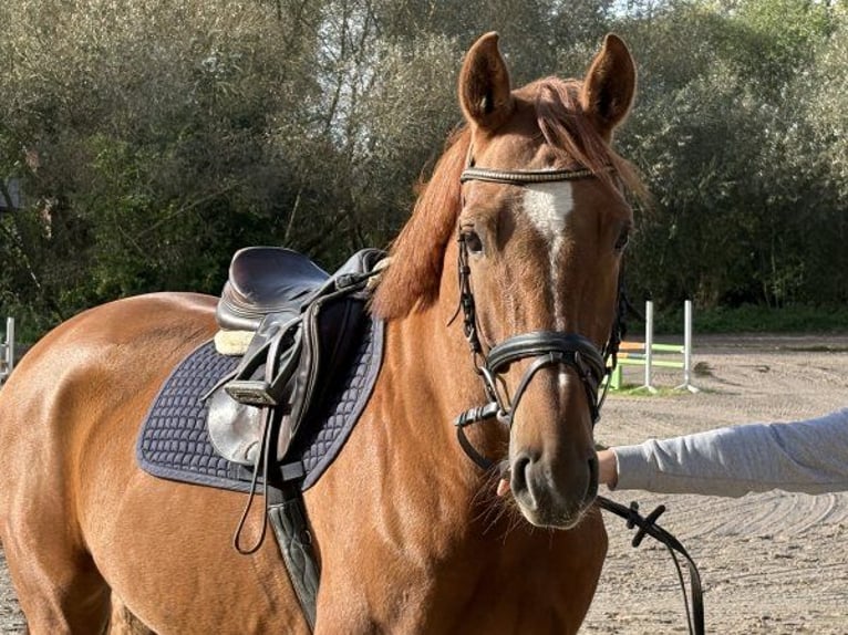Oldenburg-International (OS) Gelding 5 years 16 hh Chestnut-Red in Verden (Aller)