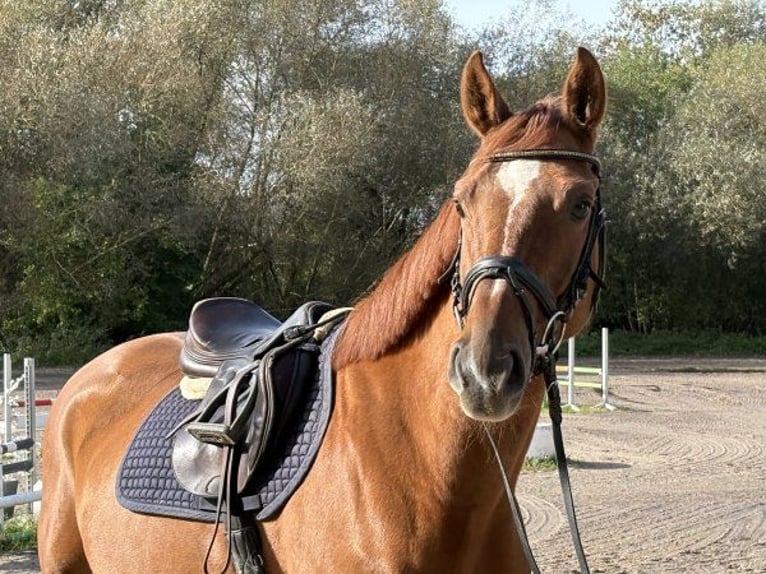 Oldenburg-International (OS) Gelding 5 years 16 hh Chestnut-Red in Verden (Aller)