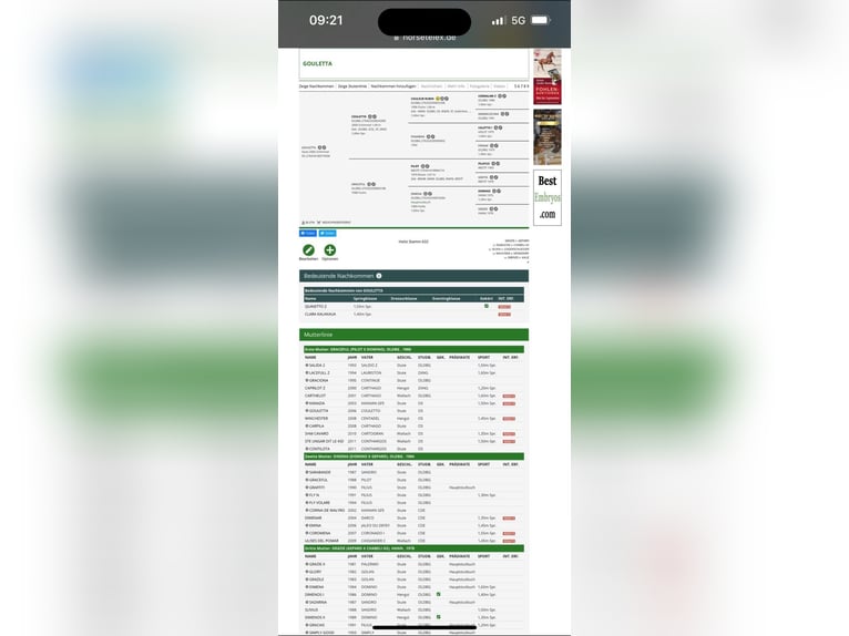 Oldenburg-International (OS) Gelding 5 years 16,1 hh Brown in Welbsleben