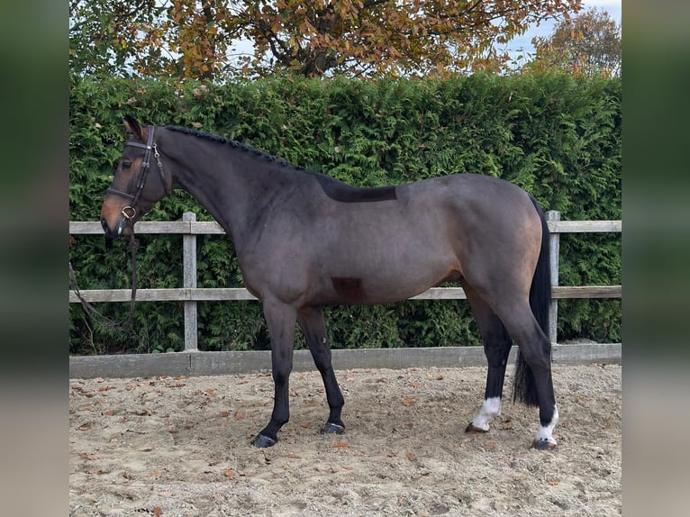 Oldenburg-International (OS) Gelding 5 years 16,1 hh Brown in Lindern (Oldenburg)