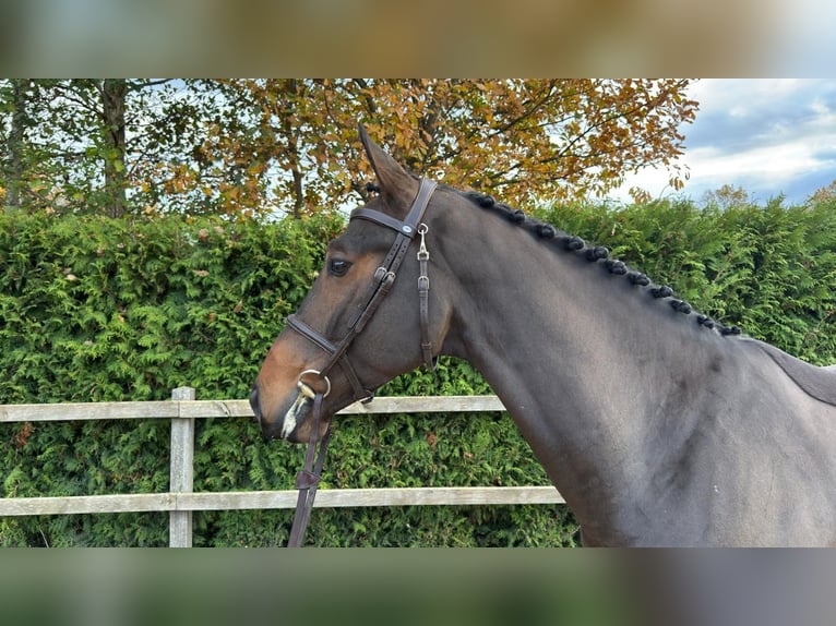 Oldenburg-International (OS) Gelding 5 years 16,1 hh Brown in Lindern (Oldenburg)