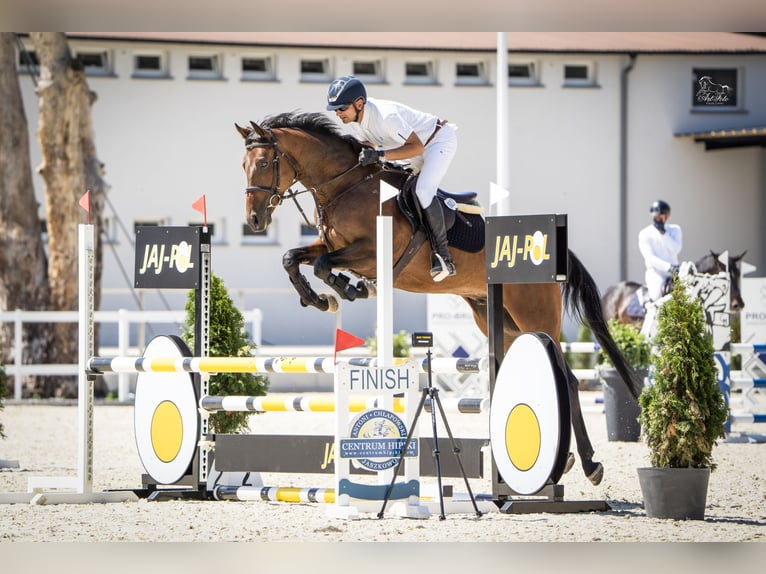 Oldenburg-International (OS) Gelding 5 years 16,1 hh Brown in Buk
