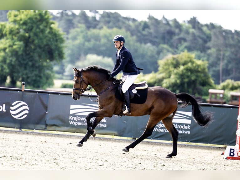 Oldenburg-International (OS) Gelding 5 years 16,1 hh Brown in Buk