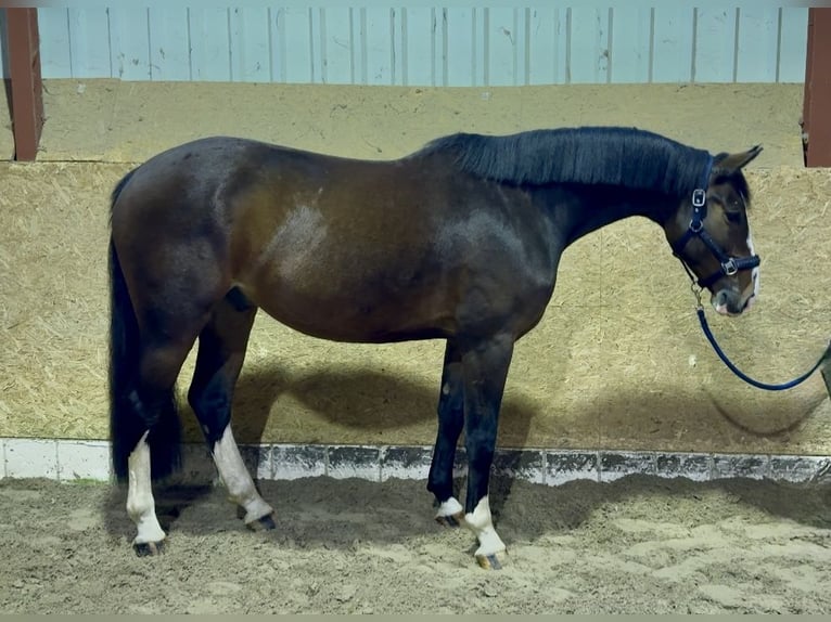 Oldenburg-International (OS) Gelding 5 years 16,1 hh Brown in Löningen