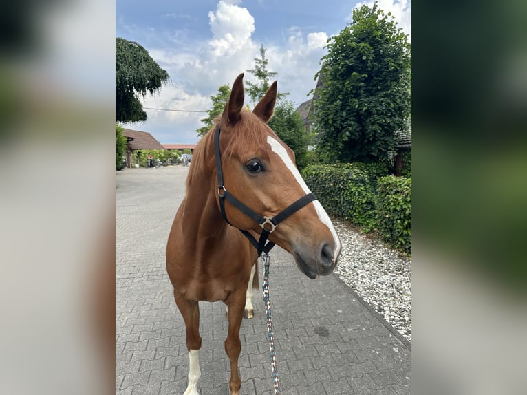 Oldenburg-International (OS) Gelding 5 years 16,1 hh Chestnut-Red in Bottrop