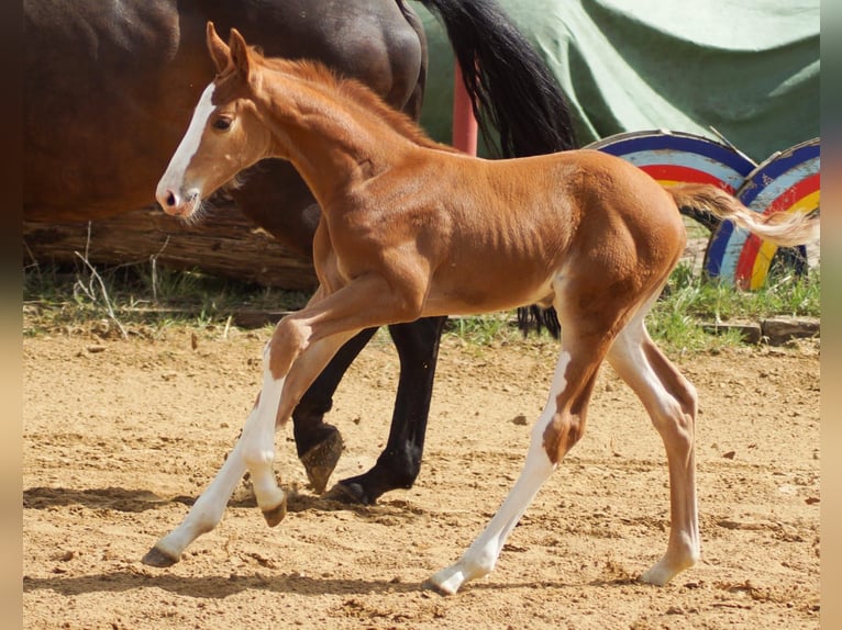 Oldenburg-International (OS) Gelding 5 years 16,1 hh Chestnut-Red in L&#xFC;btheen