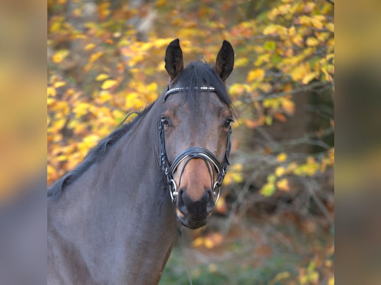 Oldenburg-International (OS) Gelding 5 years 16,2 hh Brown in Essen (Oldenburg)