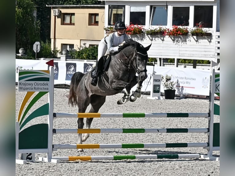 Oldenburg-International (OS) Gelding 5 years 16,2 hh Grey-Dapple in Liniewko Kościerskie