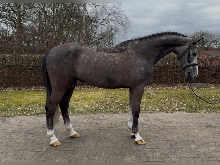 Oldenburg-International (OS) Gelding 5 years 16,2 hh Grey in Vechta