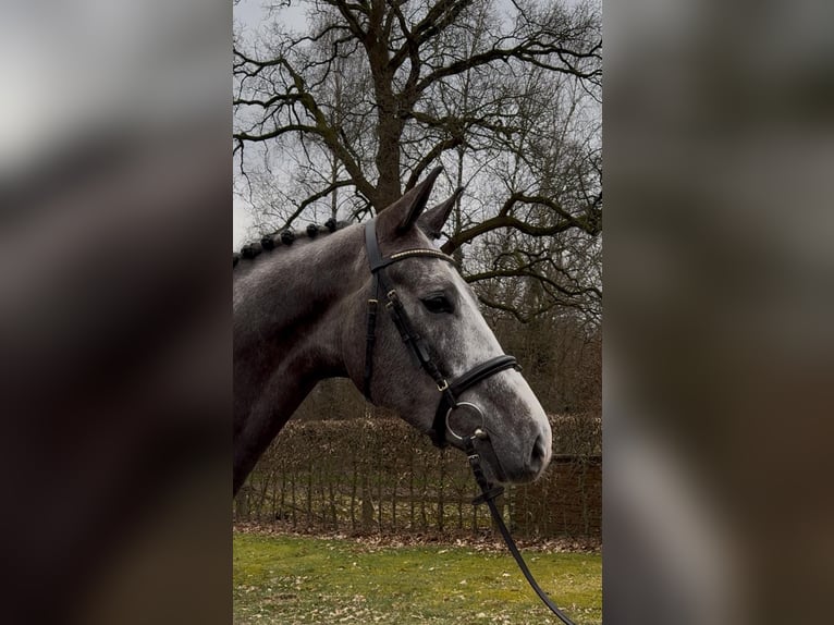 Oldenburg-International (OS) Gelding 5 years 16,2 hh Grey in Vechta