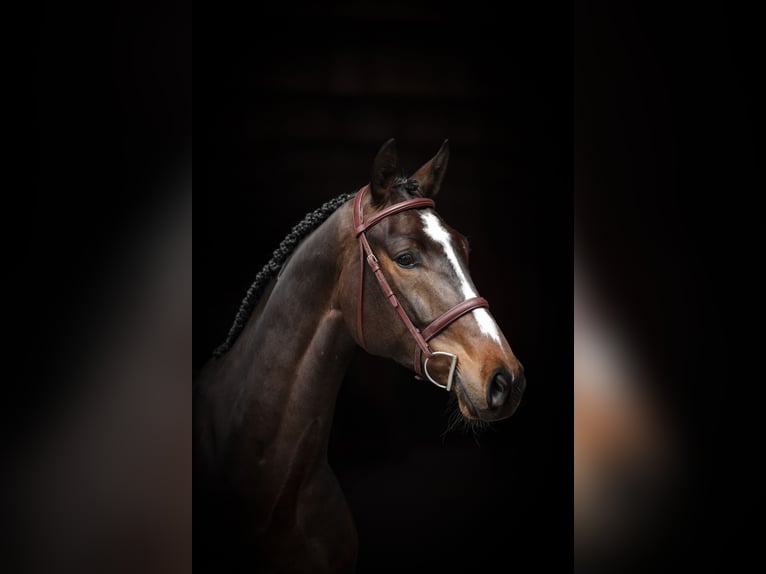 Oldenburg-International (OS) Gelding 5 years 16,3 hh Bay-Dark in Lastrup
