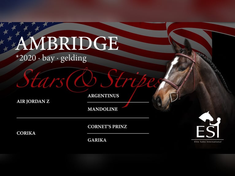 Oldenburg-International (OS) Gelding 5 years 16,3 hh Bay-Dark in Lastrup