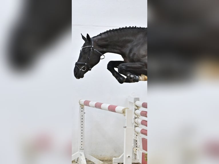 Oldenburg-International (OS) Gelding 5 years 16,3 hh Bay-Dark in Naunhof
