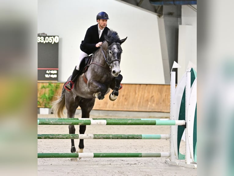 Oldenburg-International (OS) Gelding 5 years 17.1 hh Grey in Rudzienice