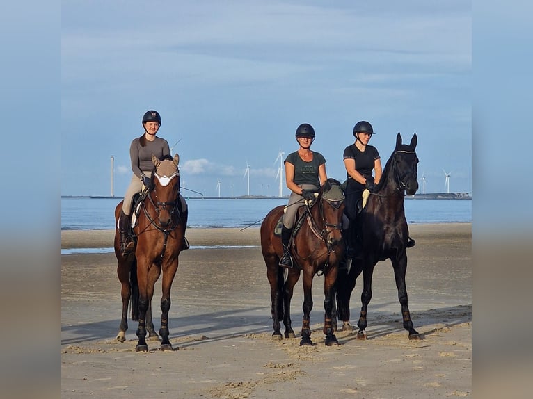 Oldenburg-International (OS) Gelding 5 years 17.2 hh Brown in Weisel