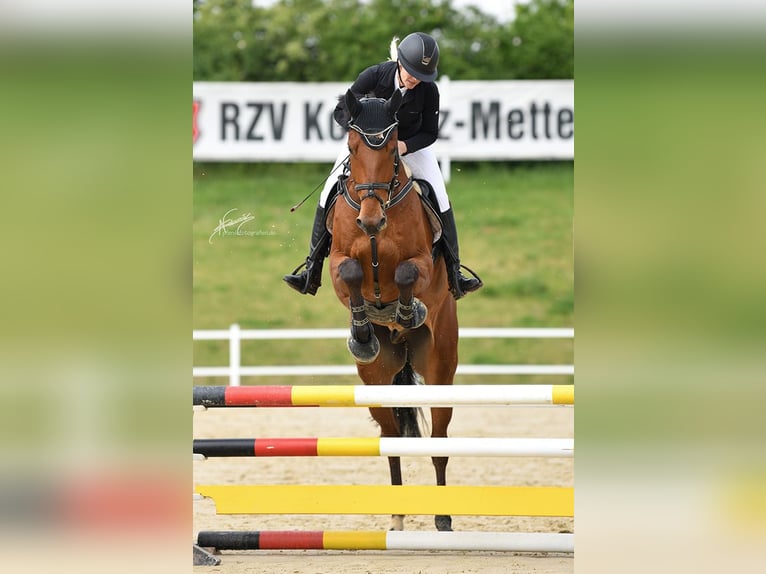Oldenburg-International (OS) Gelding 5 years 17.2 hh Brown in Weisel