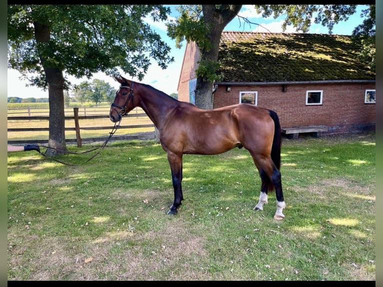 Oldenburg-International (OS) Gelding 5 years 17 hh Brown in Oldenburg