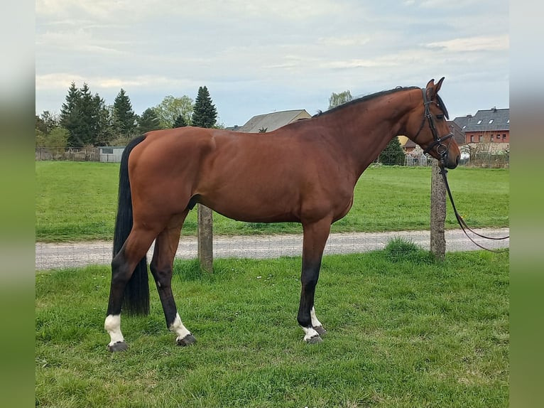 Oldenburg-International (OS) Gelding 5 years 17 hh Brown in Parchim