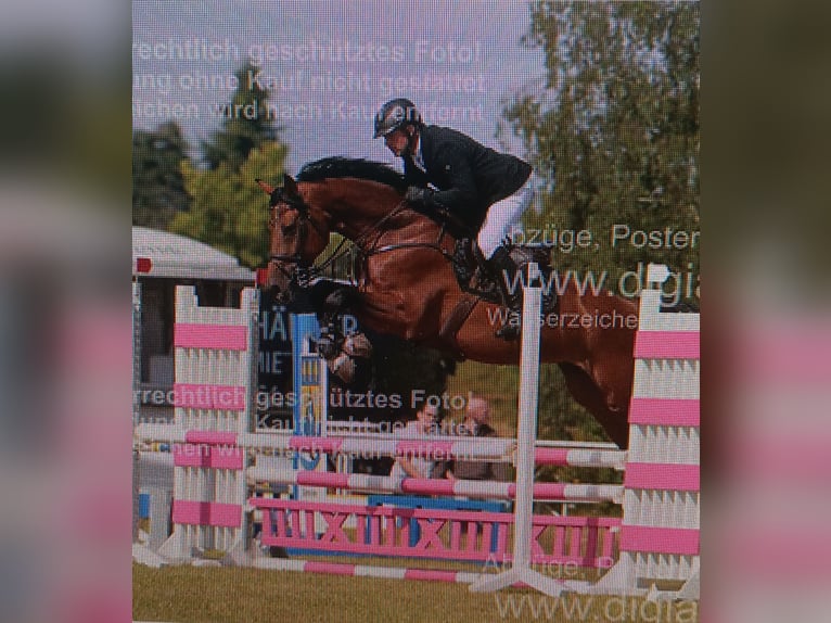 Oldenburg-International (OS) Gelding 5 years 17 hh Brown in Parchim