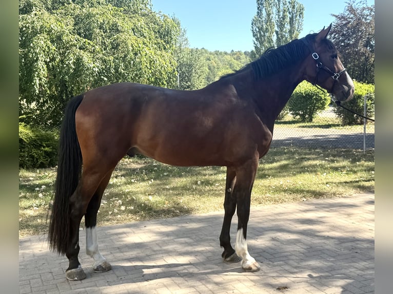 Oldenburg-International (OS) Gelding 5 years 17 hh Brown in GothaGotha