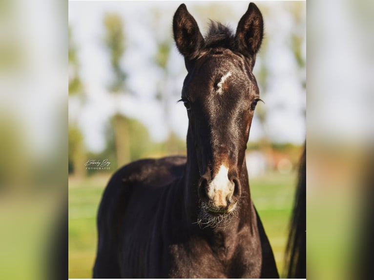 Oldenburg-International (OS) Gelding 5 years 17 hh Grey-Dark-Tan in Gifhorn